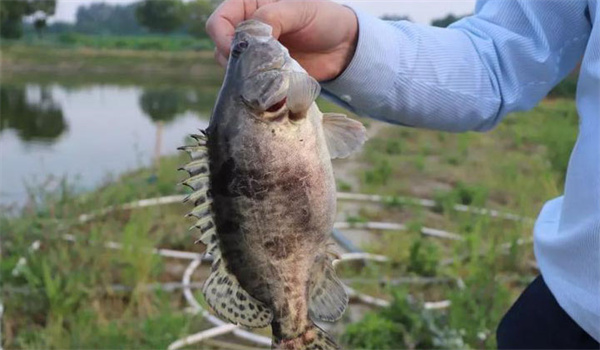 桂花魚(鱖魚)病毒病的防治技術(shù)