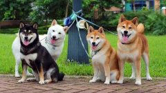 日本柴犬多少錢一只 日本柴犬有哪些優(yōu)點(diǎn)和特點(diǎn)