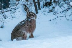 冬季野兔的活動規(guī)律，它冬天什么時候出來？