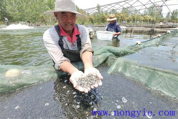 加州鱸魚(yú)受精卵孵化管理