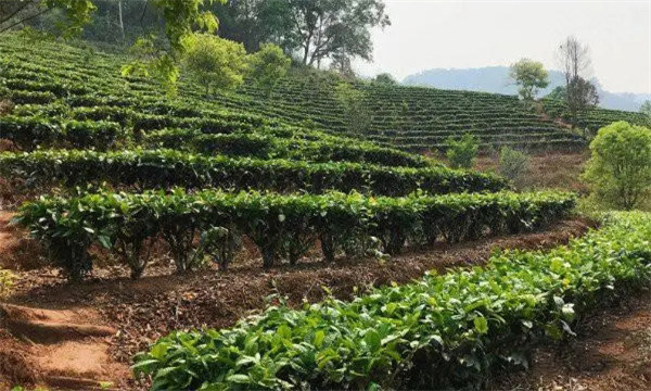 茶樹(shù)種植地塊