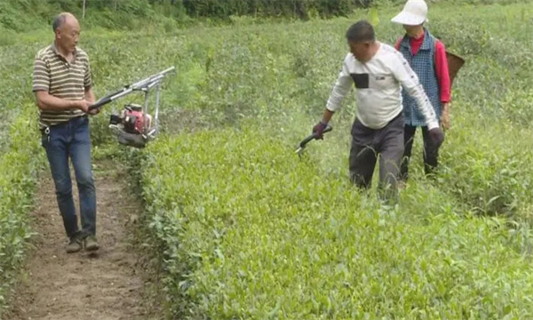 為什么要對茶樹進行修剪