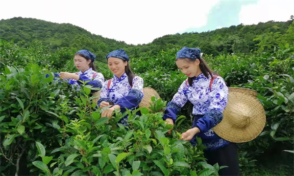 什么時間采摘茶葉為宜