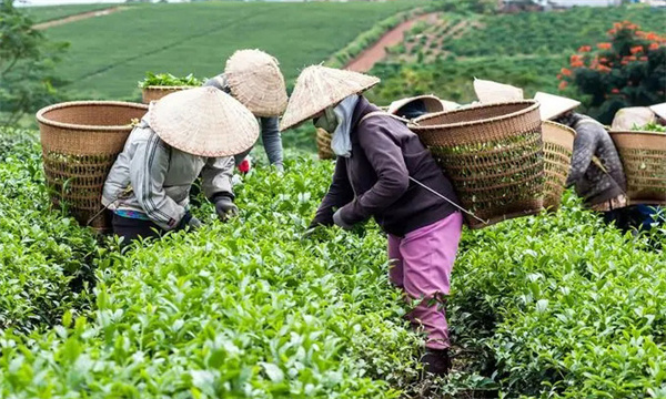 衡量茶樹鮮葉質(zhì)量好壞的指標(biāo)