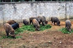 飼養(yǎng)野豬要注意哪些問(wèn)題 野豬能與家豬雜交嗎？