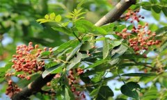 成年花椒樹如何管理？花椒樹管理技術(shù)要點