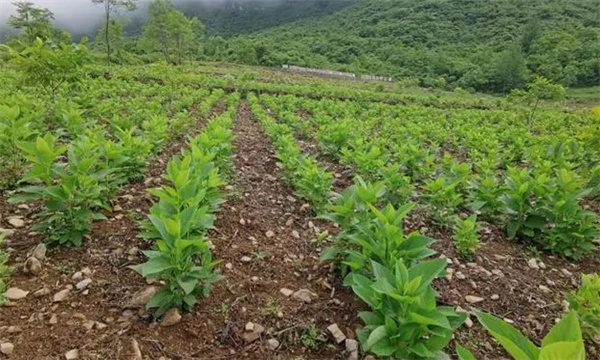 種植密度