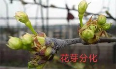 梨樹開花結(jié)果有什么特點(diǎn)？