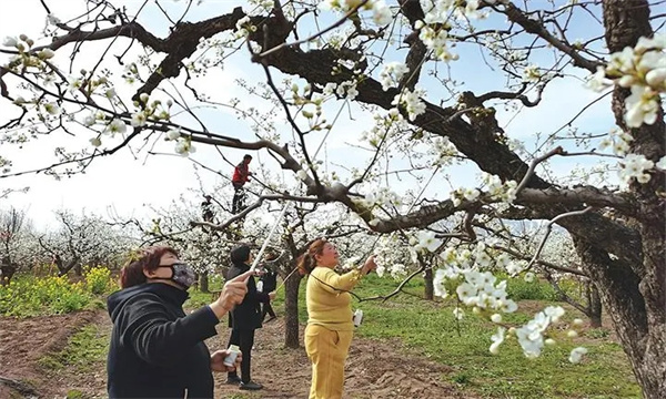 梨樹的開花、授粉和坐果