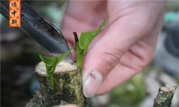 如何采用劈接法對(duì)茶樹進(jìn)行嫁接