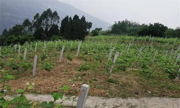 在河灘地、山地、鹽堿地和黏土地上建葡萄園