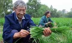 薹韭與韭菜有何區(qū)別 如何使薹韭早抽薹多抽薹？