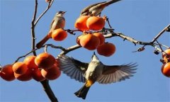 鳥害如何預(yù)防？鳥害防治的主要手段和方法