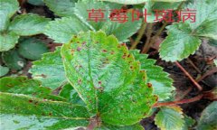 怎樣防治草莓葉斑?。ㄉ哐鄄。?？