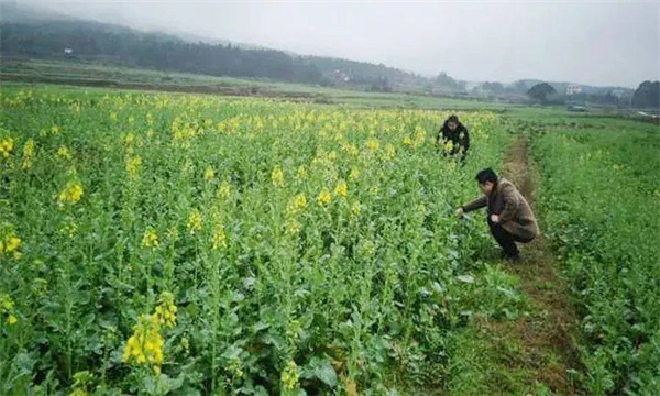 油菜定植后如何進行田間管理