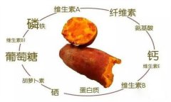 紅薯的營養(yǎng)特點(diǎn) 紅薯的輔助功能知多少？