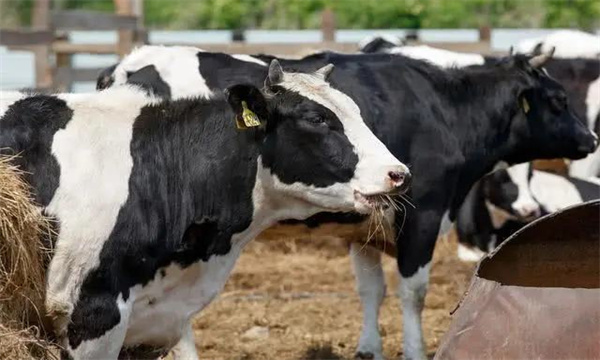 如何飼喂泌乳中期奶牛