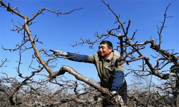 梨樹小年樹的修剪